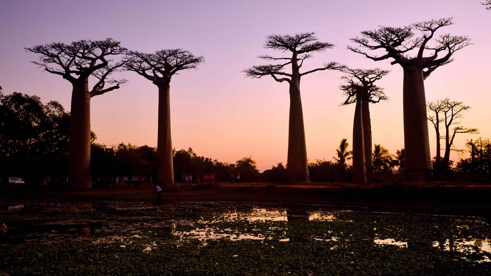 Tall bare-trunked baobab trees stand in silhouette against a violet and orange dusk sky.