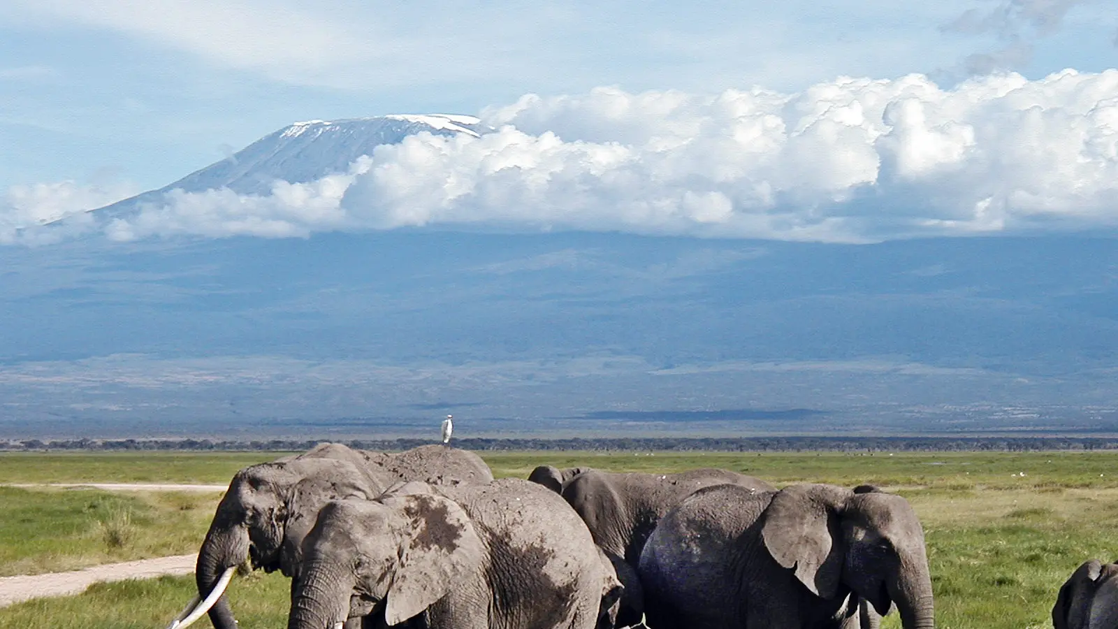 A herd of elephants grazes on green marsh grass below the snow-capped summit of Kilimanjaro.