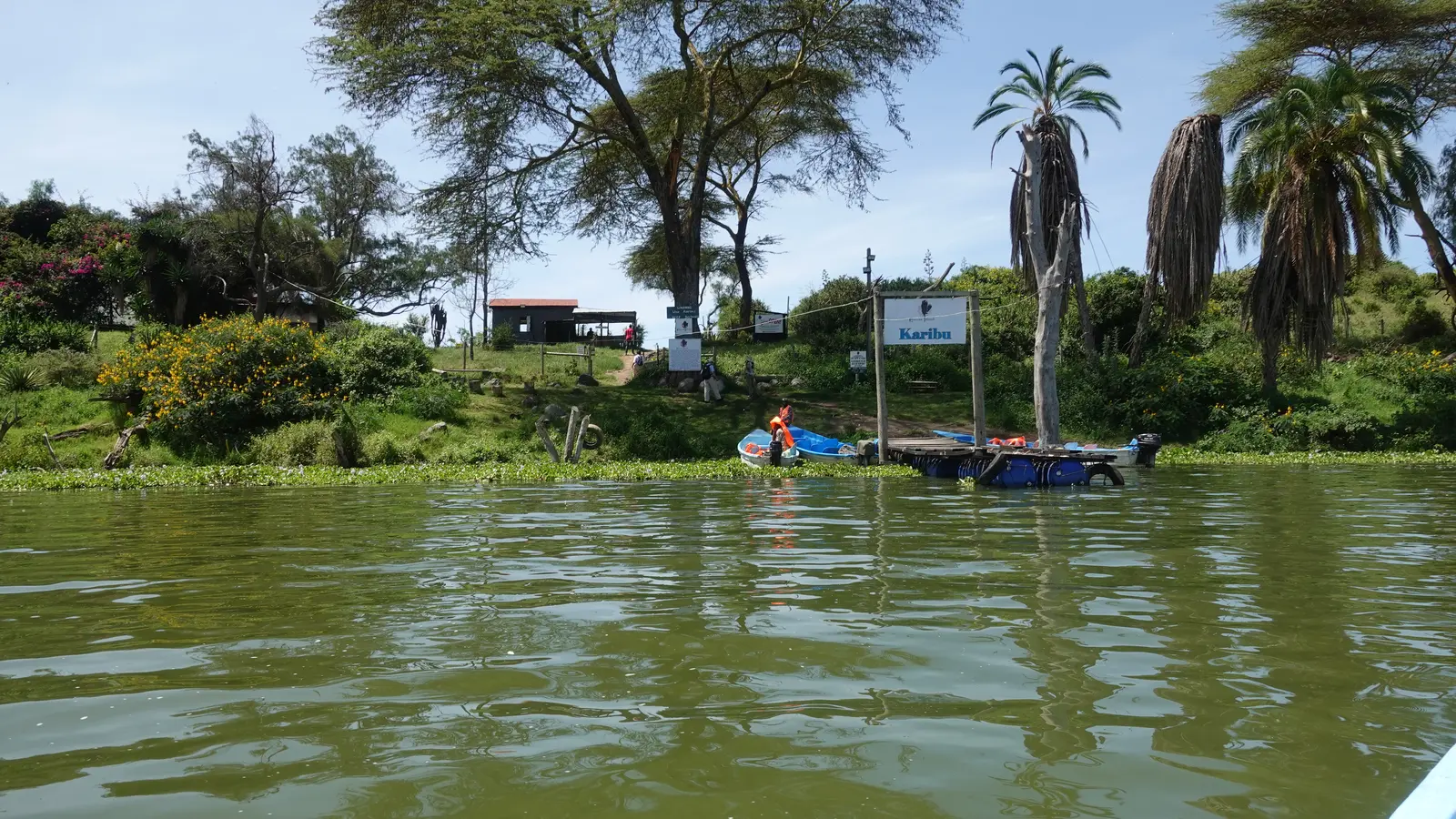 Acacias and palms stand above a boat landing on the green water of Lake Naivasha.
