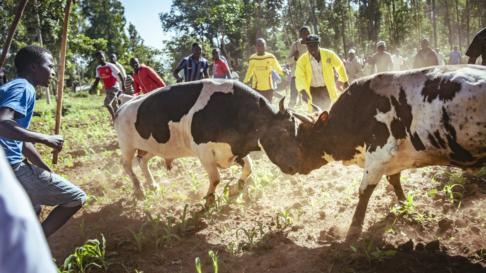 Two bulls lock horns in a maize field as a crowd of spectators watches in Kakamega.