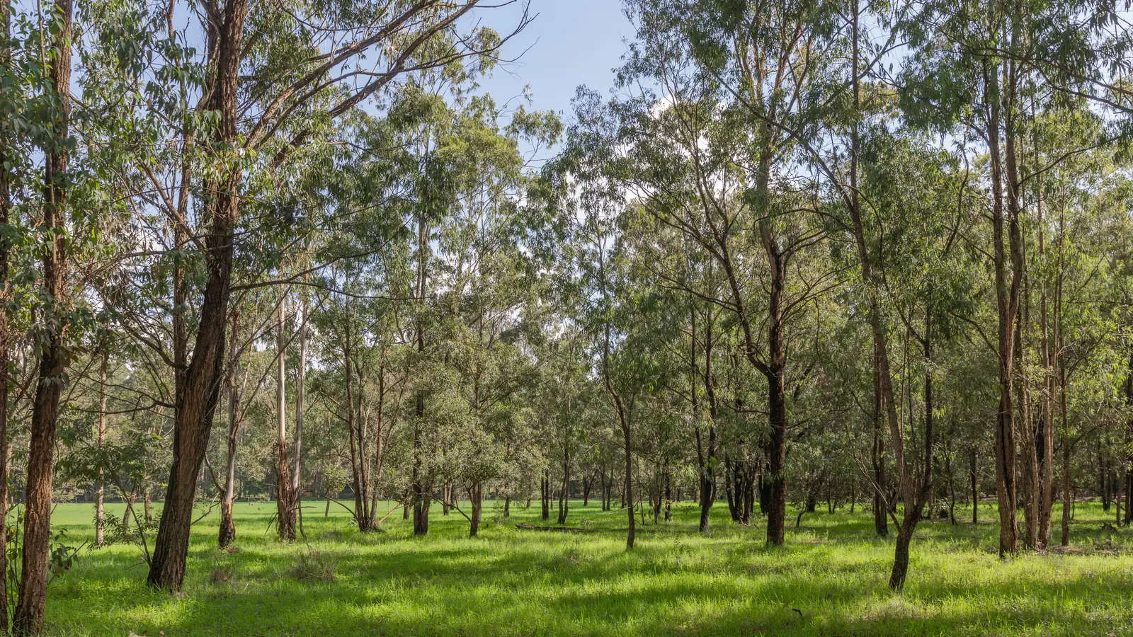 Tall slender trees rise from bright green grass in open urban woodland.