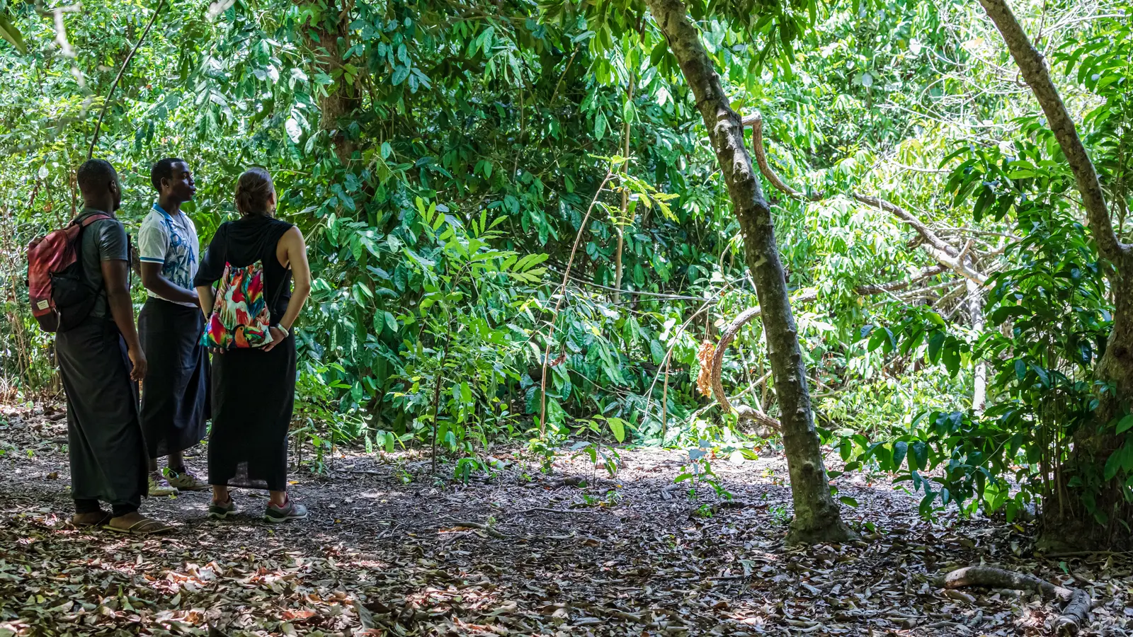 Three visitors stand on a leaf-covered path in the dense green shade of a coastal forest.