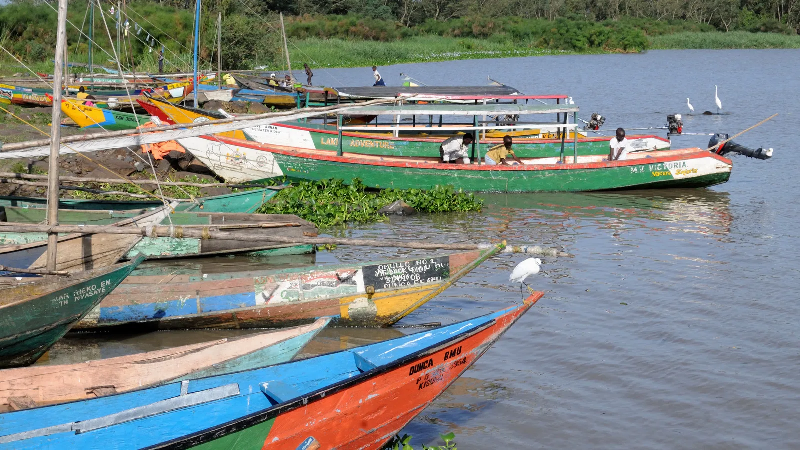 Painted wooden fishing boats lie moored at a Lake Victoria landing beach, an egret on one bow.