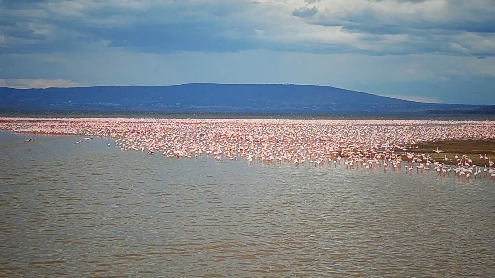 A dense pink band of flamingos lines the far shore of a wide shallow lake.