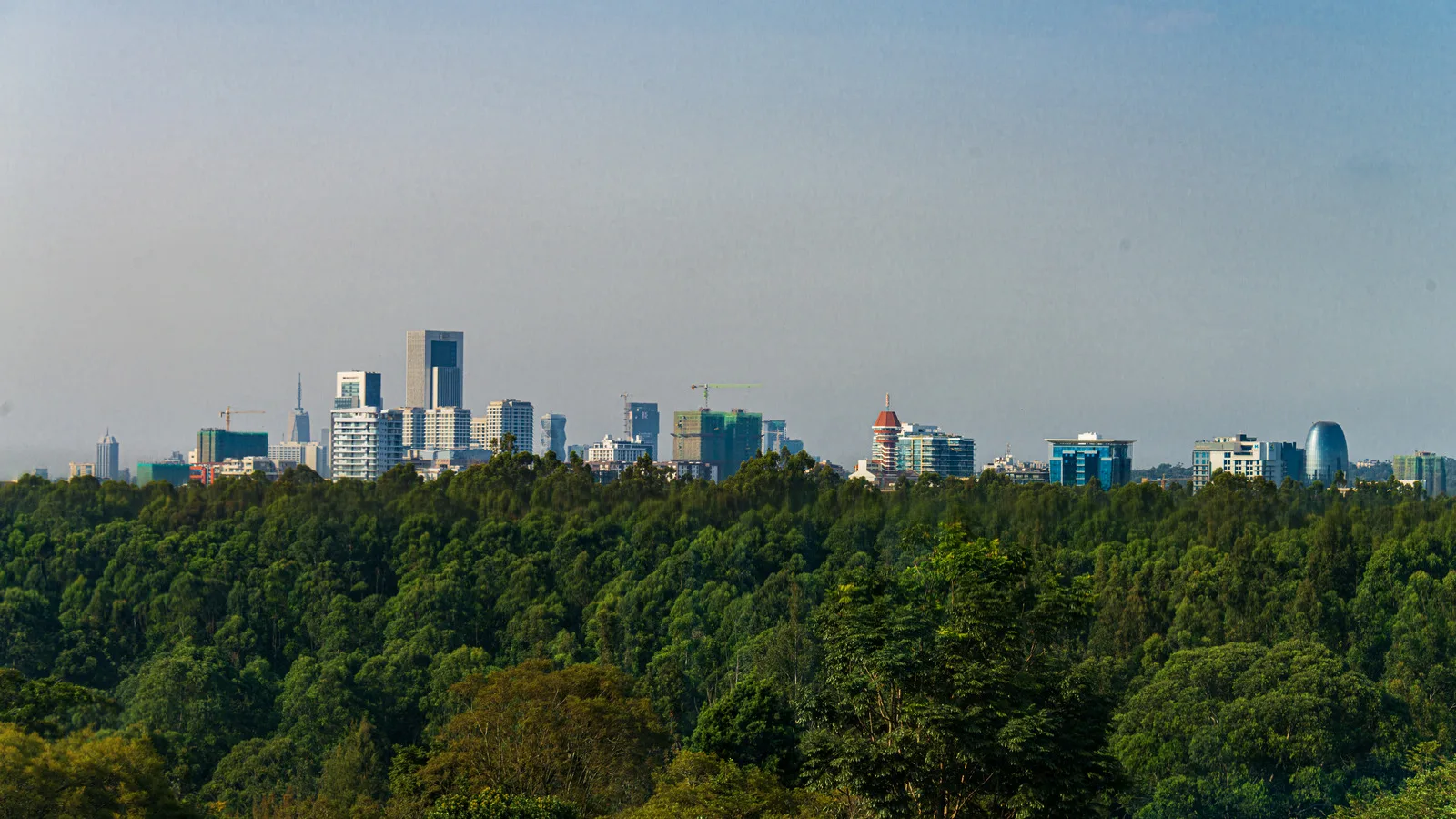 Office towers rise on the horizon beyond an unbroken canopy of forest trees in Nairobi.