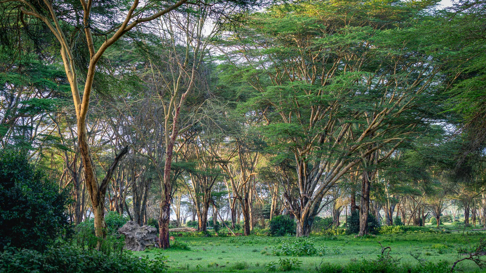 Tall acacias with pale trunks stand over green grass on the wooded shore of Lake Naivasha.