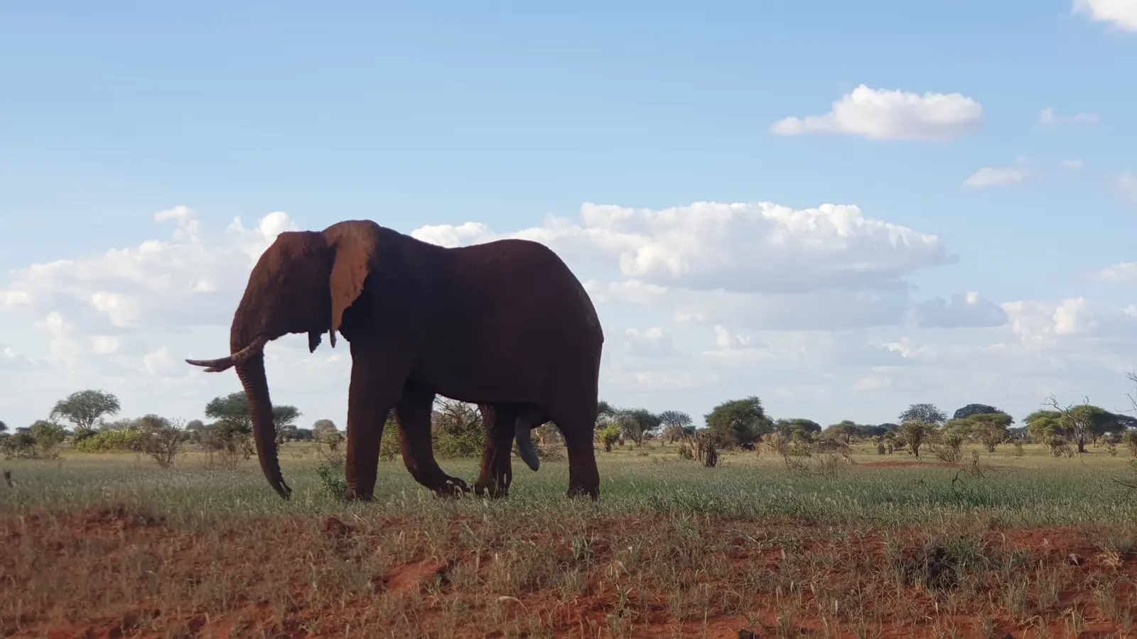 An elephant coated in red dust walks across open grassland under a bright cloudy sky.