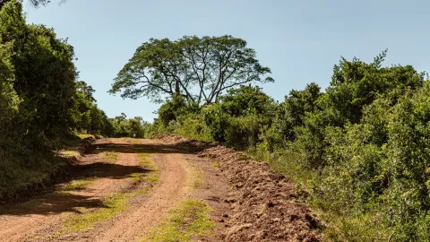 A red earth track curves between dense green forest below a broad flat-crowned tree.