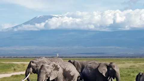 A herd of elephants grazes on green marsh grass below the snow-capped summit of Kilimanjaro.