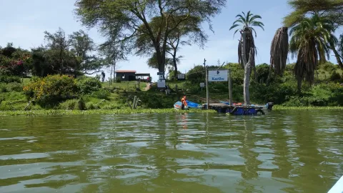 Acacias and palms stand above a boat landing on the green water of Lake Naivasha.