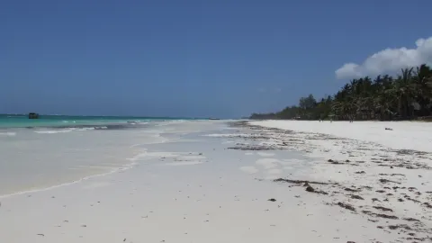 Shallow clear water meets a wide band of white sand with palms along the shore behind.