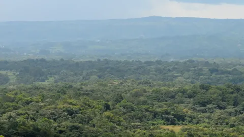 Unbroken rainforest canopy rolls away to a distant ridge under a pale sky.