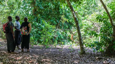 Three visitors stand on a leaf-covered path in the dense green shade of a coastal forest.