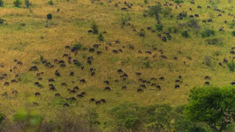 Hundreds of grazing animals spread across a gold and green hillside above scattered trees.
