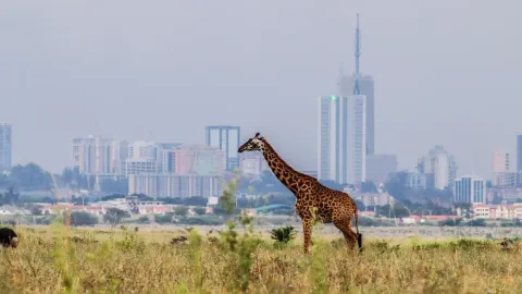 A giraffe walks through long grass with the office towers of Nairobi rising behind it.