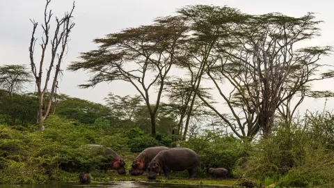Four hippos graze at the water edge below tall acacias on the shore of Lake Naivasha.