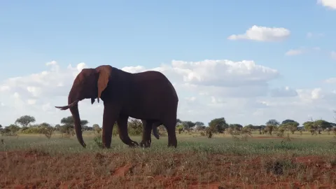 An elephant coated in red dust walks across open grassland under a bright cloudy sky.